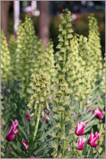 Fritillaria