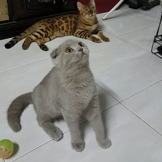 Jual Kucing Bengal, kucing persia hamil,  kucing persia hamil berapa bulan,  kucing persia himalaya dijual,  kucing persia himalayan,  kucing persia hidung pesek,  kucing persia hamil berapa lama,  kucing persia import,  kucing persia imut,  kucing persia indukan,  image kucing persia,  harga kucing persia di indonesia,  jual kucing persia import,  foto kucing persia imut,  harga kucing persia indukan,  kucing persia lucu dan imut,  jual kucing persia hari ini,  kucing persia jantan,  kucing persia jual,  kucing persia jogja,  kucing persia jakarta,  kucing persia jual jakarta,  kucing persia jember,  kucing persia juara,  kucing persia jakarta murah,  kucing persia jatim,  kucing persia jatinegara,  kucing persia kaskus,  kucing persia kawin,  kucing persia kecil,  kucing persia kitten, 