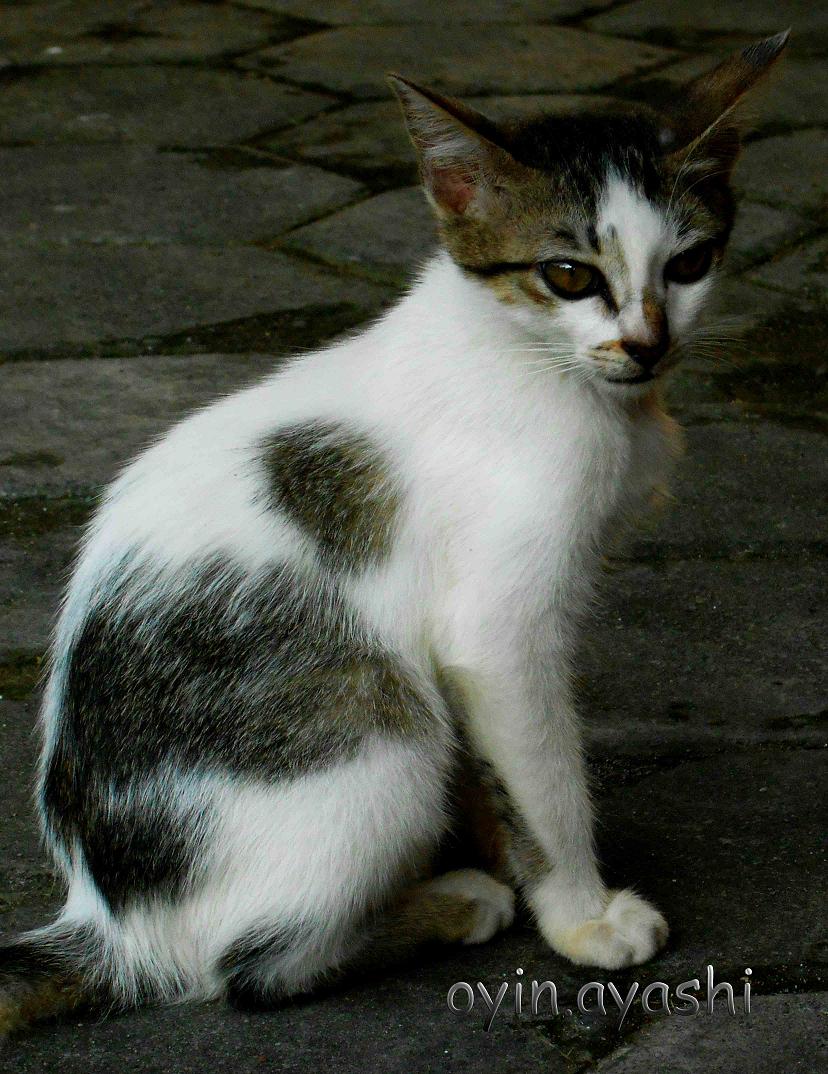 Untuk Pecinta Kucing Oyin Ayashi