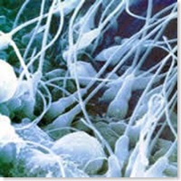 espermatozoide