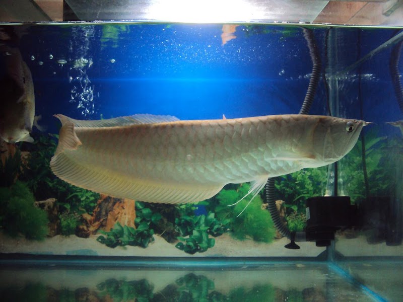 Populer Silver Arowana, Rak Aquarium