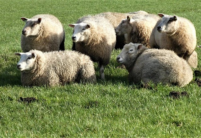 Top-7-Different-Kind-of-Sheep-Breeds