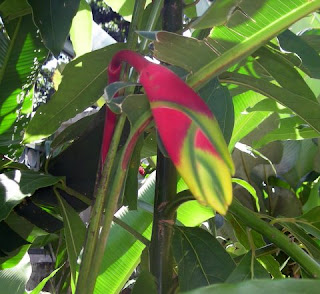 Heliconia rostrata (Parrot's beak), La Ceiba, Honduras