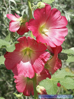 Rose trémière - Alcea rosea