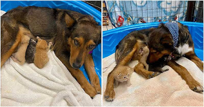 Perra rescatada adopta tres gatitos huérfanos después de perder su propia camada de cachorros