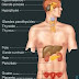 sistema endocrino humano