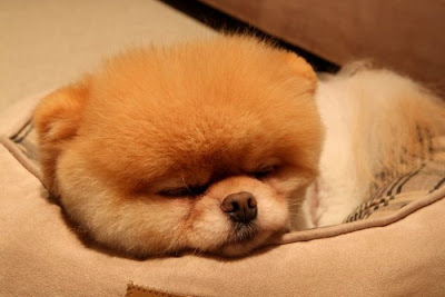 Meet Boo the Cutest Pomeranian Dog Seen On www.coolpicturegallery.us