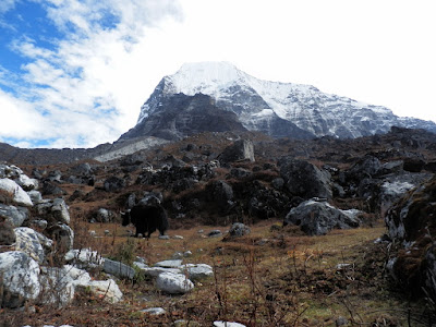 Chugina-himalaya-yak-enlacima-trekking-rolwaling