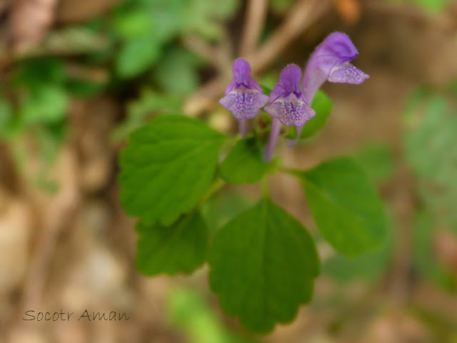 Scutellaria brachyspica