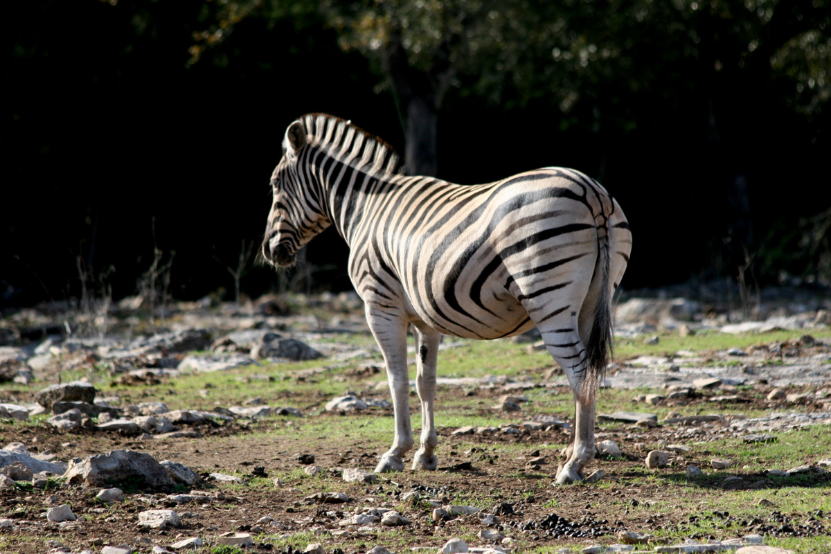 ENCYCLOPEDIA OF ANIMAL FACTS AND PICTURES: pictures of zebras