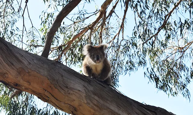 Koala en Raymond Island, Australia