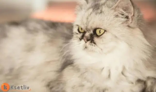 How to take care of Persian cats