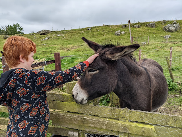 Herding Hill Farm donkey