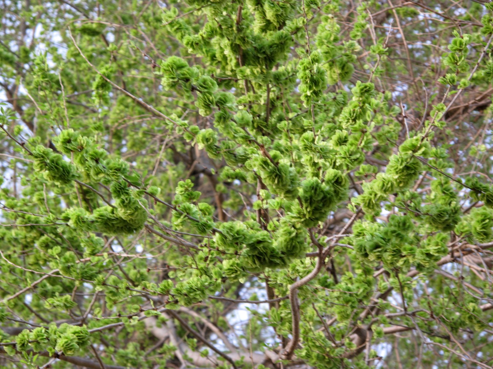 The Birrd's Nest: Spring Comes to my Elm Tree