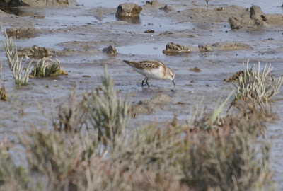 Lytse Gril - Kleine Strandloper - Calidris minuta