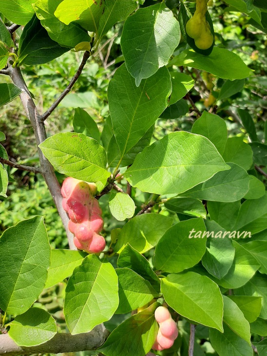 Магнолия Лёбнера (Magnolia × loebneri)