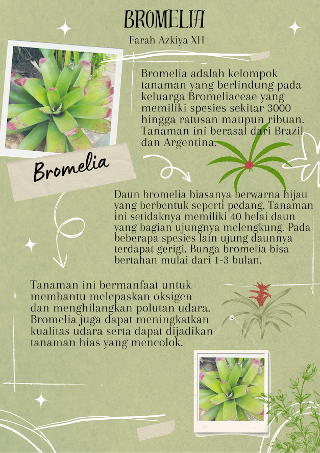 Laporan Hasil Observasi Bromelia