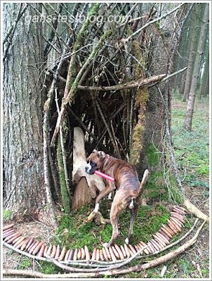 Boxer Amy in der Baumhöle im Wald