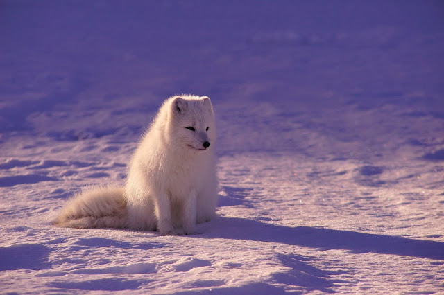 white husky