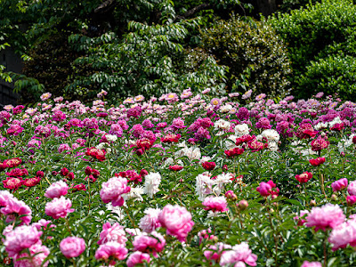 Skakuyaku (Paeonia lactiflora) flowers: Ofuna flower center (Kamakura)