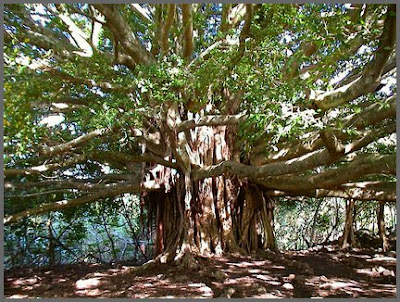 Banyan Tree Image