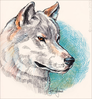 cool wolf drawing