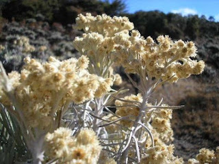 Edelweiss