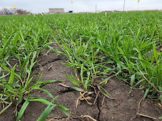 cover crop cereal rye termination minnesota