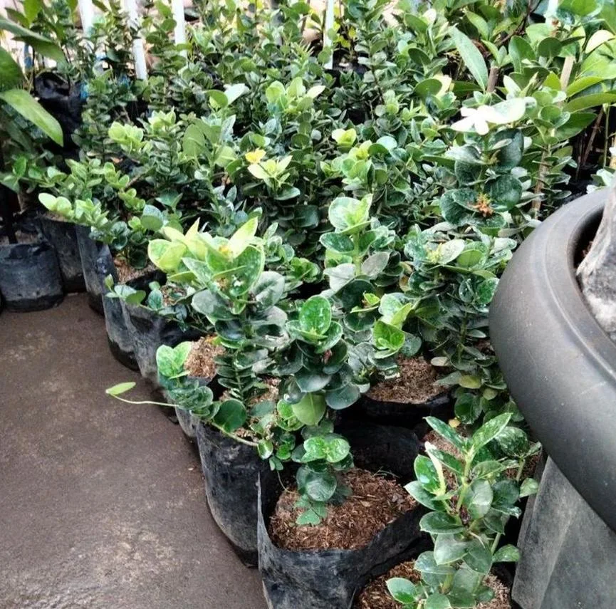 bibit natal plum bibit buah cangkok Daerah Istimewa Yogyakarta