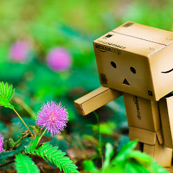 Foto Danbo Box @ digaleri.com