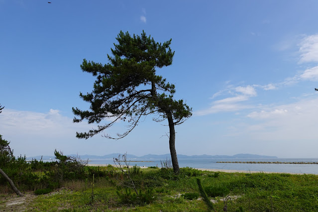 鳥取県米子市両三柳　松林