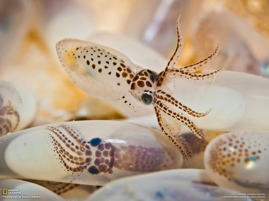 50 Powerful Photos Capture Extraordinary Moments In The Wild - Tiny baby octopii emerge from their strange pods.