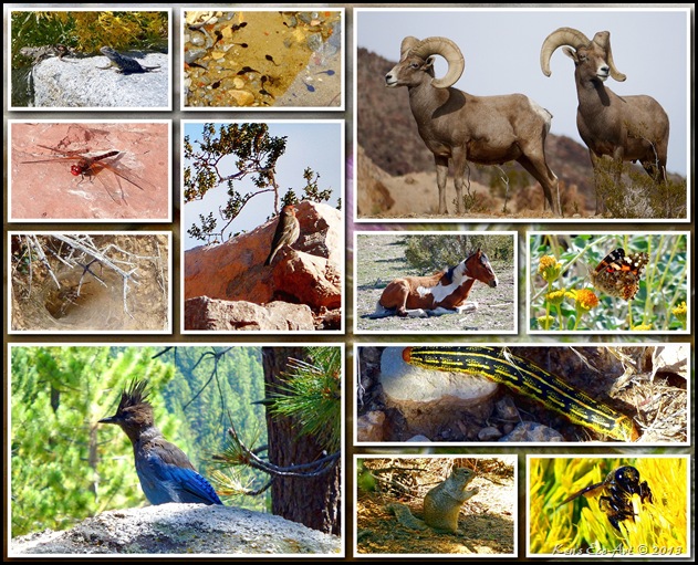 2012 Wildlife 01