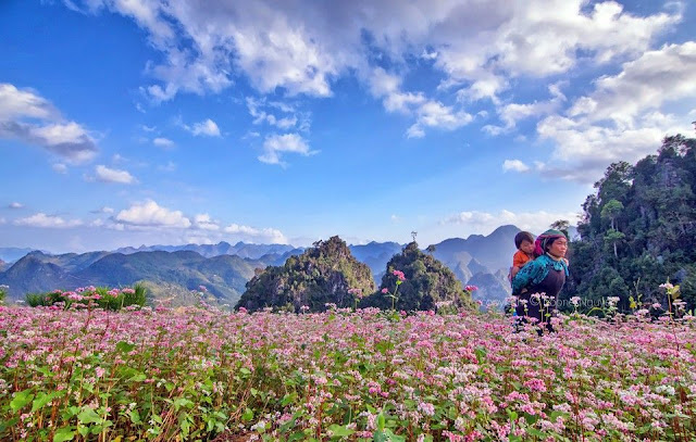 Hạt giống Hoa Tam giác mạch