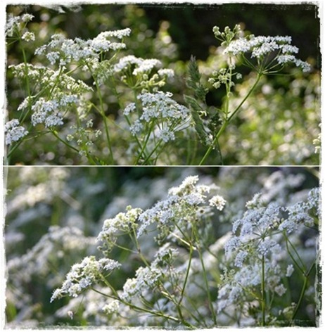 5  anns lace