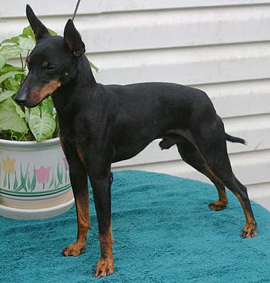 Manchester Terrier