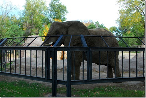 Elephant