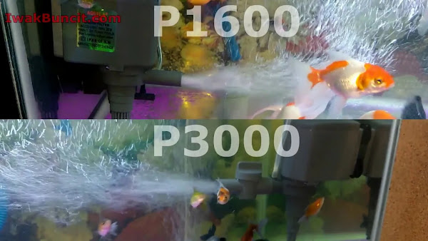 Pompa Celup AQUILA P3000 atau P1600? Mana yang LEBIH KECANG dan COCOK untuk Aquarium Ikan Mas Koki?