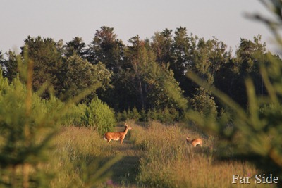 Deer in the tree farm
