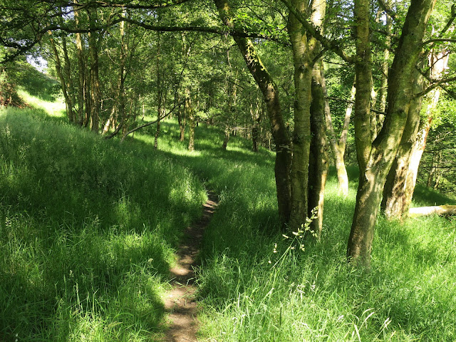 Path through woods in Luddenden Valley. June 25th 2020