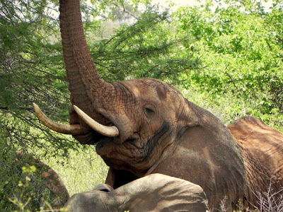 Kenia Elephant 2011, wildlife photos from Michael P.'s Gallery