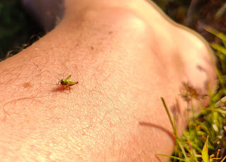 Teeny tiny grasshopper said hello