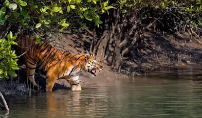Sundarban Tour guide