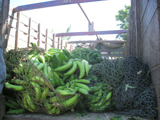 platanos, La Bomba, Jutiapa, Honduras