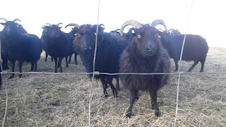 Hebridean Sheep 4 Horned, Skull, Meat Quality, Facts, Price