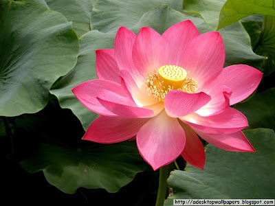 Lotus Flower Desktop Wallpapers, PC Wallpapers, Free Wallpaper, Beautiful Wallpapers, High Quality Wallpapers, Desktop Background, Funny Wallpapers http://adesktopwallpapers.blogspot.com