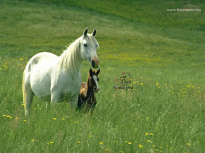 horses wallpaper horse backgrounds. wallpapers horse. beautiful