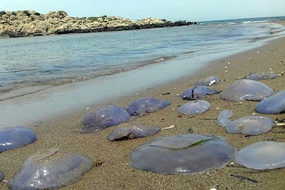 Ώρα να δοθεί λύση στο πρόβλημα - Πλήγμα οι τσούχτρες για τον τουρισμό στην Ηλεία