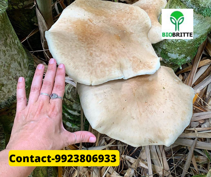 Mushrooms for dementias | Medicinal mushrooms | Biobritte mushrooms 