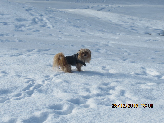 Bronco Schnee Sonthofen Riezlern